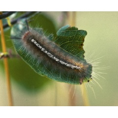 /filer/webapps/moths/media/images/L/libyra-flammeola_Hemerophanes_C_Roland_01.jpg