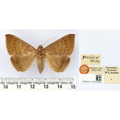 /filer/webapps/moths/media/images/P/pretoriae_Ophisma_ST_BMNH.jpg