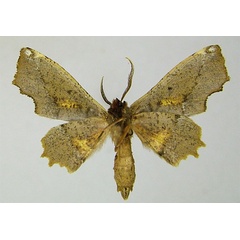 /filer/webapps/moths/media/images/B/bidens_Thenopa_HT_ZSMb.jpg