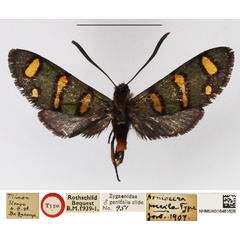 /filer/webapps/moths/media/images/P/poecila_Arniocera_HT_NHMUK.jpg