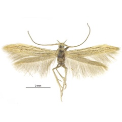 /filer/webapps/moths/media/images/C/creola_Coleophora_HT_Baldizzone.jpg