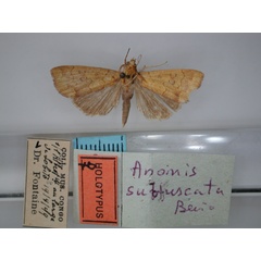 /filer/webapps/moths/media/images/S/subfuscata_Anomis_HT_RMCA_01.jpg