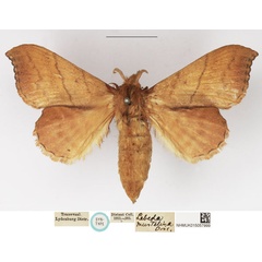 /filer/webapps/moths/media/images/M/mustelina_Lebeda_STF_NHMUK.jpg
