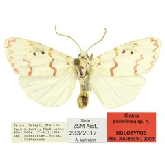 /filer/webapps/moths/media/images/P/pallidilinea_Cyana_HT_ZSM.jpg