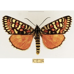 /filer/webapps/moths/media/images/D/decora_Brephos_AF_TMSA_02.jpg