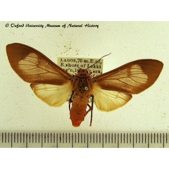 /filer/webapps/moths/media/images/V/vidua_Amerila_A_OUMNH.jpg