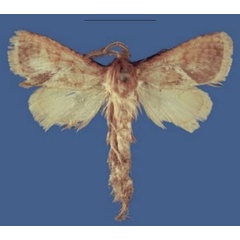/filer/webapps/moths/media/images/L/lutztoepferi_Lukeniana_HT_RMCA.jpg
