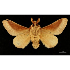 /filer/webapps/moths/media/images/C/congoense_Taragama_LT_RBINSb.jpg