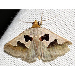 /filer/webapps/moths/media/images/A/atripuncta_Anoba_A_Braun_13.jpg