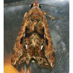/filer/webapps/moths/media/images/P/provocans_Oraesia_A_Roland_02_mD803I6.jpg