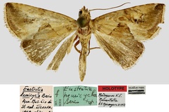 Deltote hemicycla