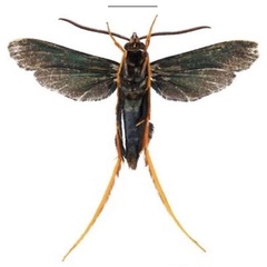 /filer/webapps/moths/media/images/S/superba_Cicinnoscelis_HT_SMNSb.jpg
