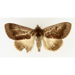 /filer/webapps/moths/media/images/S/selenaris_Ophiusa_AM_TMSA.jpg