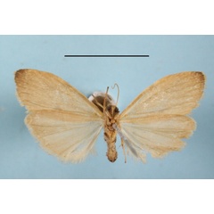 /filer/webapps/moths/media/images/A/asperatella_Phryganopsis_A_MGCLb_01.JPG