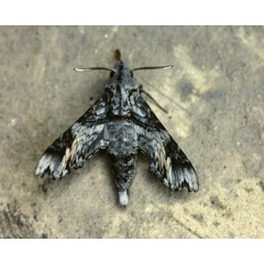 /filer/webapps/moths/media/images/N/natalis_Temnora_A_Roland_01.jpg