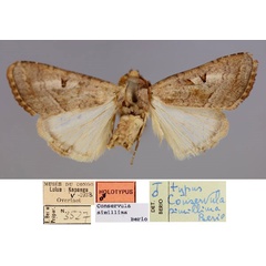 /filer/webapps/moths/media/images/S/simillima_Conservula_HT_RMCA_01.jpg