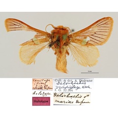 /filer/webapps/moths/media/images/M/mariae_Delorhachis_HT_RBINS.jpg