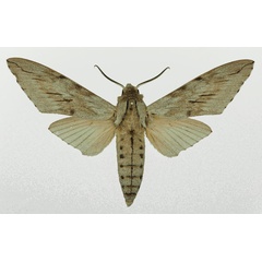 /filer/webapps/moths/media/images/F/favillacea_Pantophaea_AM_Basquin_03.jpg