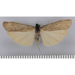 /filer/webapps/moths/media/images/I/inornatum_Entephrilema_HT_TMSA.jpg