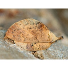 /filer/webapps/moths/media/images/A/africana_Estigena_A_Voaden.jpg
