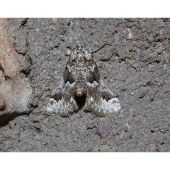 /filer/webapps/moths/media/images/B/bolinalis_Hypotia_A_Roland_04.jpg