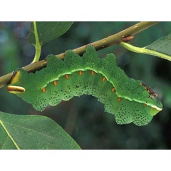 /filer/webapps/moths/media/images/I/irius_Pseudobunaea_C_Wolfe.jpg