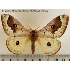 /filer/webapps/moths/media/images/T/terpsichore_Usta_AF_OUMNH_01.jpg