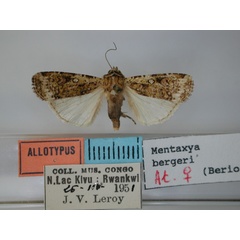 /filer/webapps/moths/media/images/B/bergeri_Mentaxya_AT_RMCA.jpg