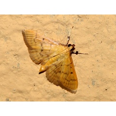 /filer/webapps/moths/media/images/B/bipunctalis_Herpetogramma_A_Grimm.jpg