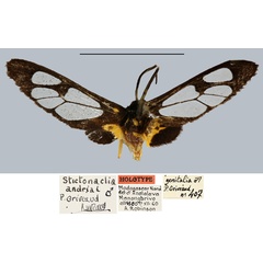 /filer/webapps/moths/media/images/A/andriai_Stictonaclia_HT_MNHN.jpg