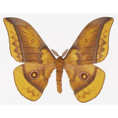 /filer/webapps/moths/media/images/E/emini_Gonimbrasia_AM_Basquina.jpg