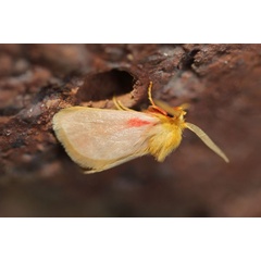 /filer/webapps/moths/media/images/R/rosea_Macroplectra_A_Voaden.jpg