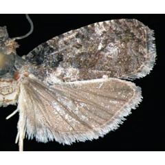 /filer/webapps/moths/media/images/S/subincana_Eccopsis_HT_Trematerra.jpg