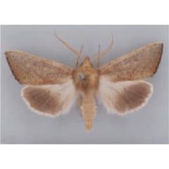 /filer/webapps/moths/media/images/F/filia_Mauna_AM_TMSA_01.jpg