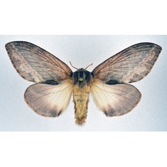 /filer/webapps/moths/media/images/M/morosa_Eutricha_AF_NHMO.jpg