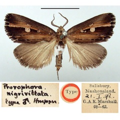 /filer/webapps/moths/media/images/N/nigrivittata_Matopo_HT_BMNH.jpg