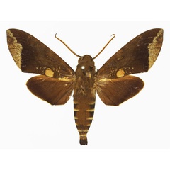 /filer/webapps/moths/media/images/D/discifera_Nephele_AM_Basquin_01.jpg