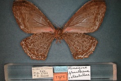 Micragone phantasma