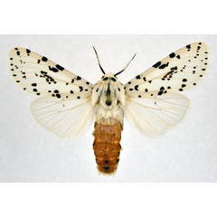 /filer/webapps/moths/media/images/I/investigatorum_Alpenus_AM_NHMO.jpg