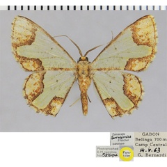/filer/webapps/moths/media/images/F/ferruginata_Zamarada_PTM_ZSM.jpg