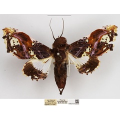 /filer/webapps/moths/media/images/A/angasii_Caligatus_AF_NHMUK.jpg