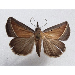 /filer/webapps/moths/media/images/C/conscitalis_Hypena_A_Goff.jpg