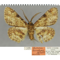 /filer/webapps/moths/media/images/B/baouleana_Hypomecis_HT_ZSMa.jpg