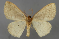 Scopula improba