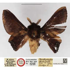 /filer/webapps/moths/media/images/S/spodopasta_Opisthodontia_HT_NHMUK.jpg
