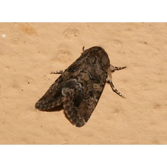 /filer/webapps/moths/media/images/C/cilium_Spodoptera_A_Roland_01.jpg