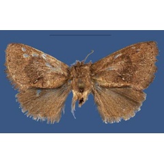 /filer/webapps/moths/media/images/K/kilimanjaroensis_Kayamuhakaia_HT_ZSM.jpg