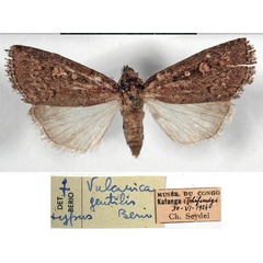 /filer/webapps/moths/media/images/G/gentilis_Vulcanica_HT_MSNM.jpg