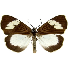 /filer/webapps/moths/media/images/A/apicalis_Nyctemera_AM_MCJM.jpg