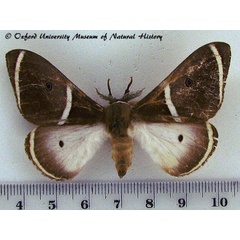 /filer/webapps/moths/media/images/A/ansorgei_Leucopteryx_AM_OUMNH_01.jpg
